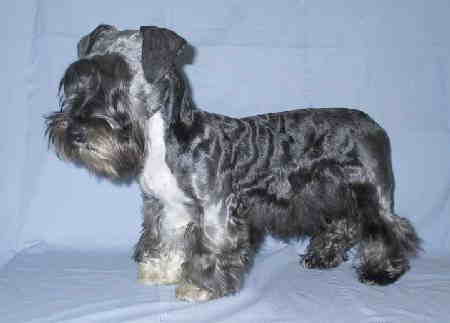 TERRIER CEH DIN BOEMIA
